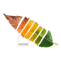 Copripiumino Leaf Pantone Dimensione  Letto da 135 (220 x 220 cm) 