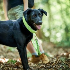 Collare per Cani Hunter Plus Filo Taglia XL Lime (45-70 cm)    